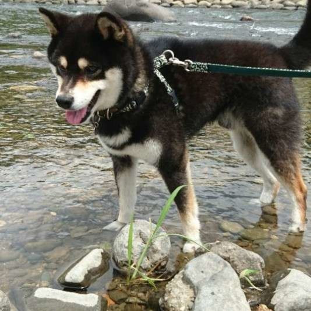 川は刺激がいっぱい 愛犬との 川遊び のススメ いぬのきもちweb Magazine 川は刺激がいっぱい 愛犬との 川遊び のススメ いぬのきもちweb Magazine