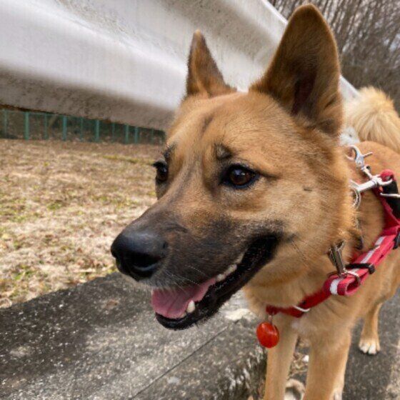 愛犬との暮らしを楽しむためにできること いぬのきもち