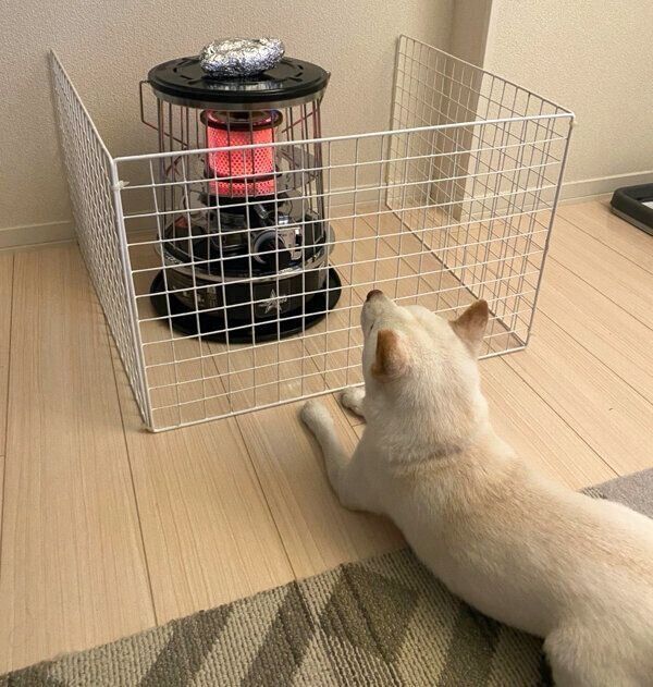 ストーブの前で焼き芋ができるのを待つえるちゃん