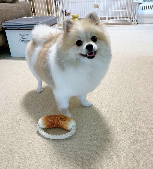 ちくわくん