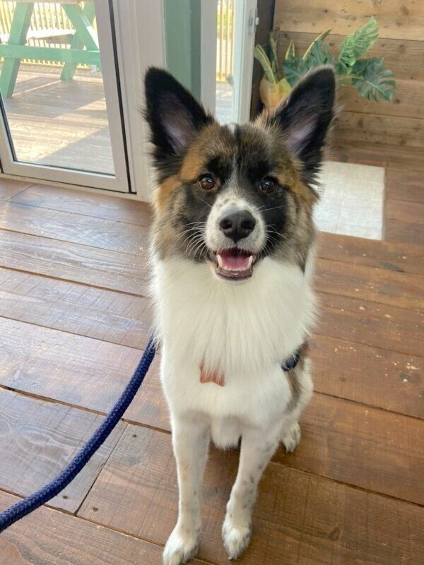 笑顔が可愛いぴーたくん