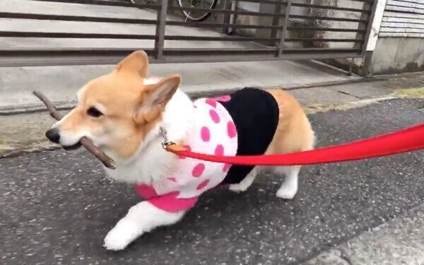 木の棒をくわえて歩くベルちゃん