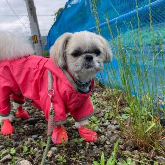 シーズーのSORA♂