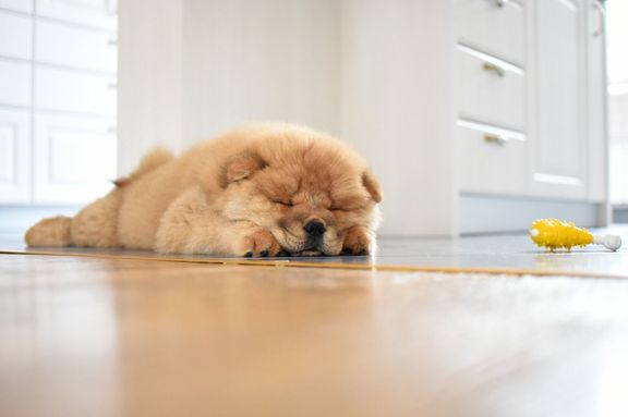 家でチャウチャウ子犬