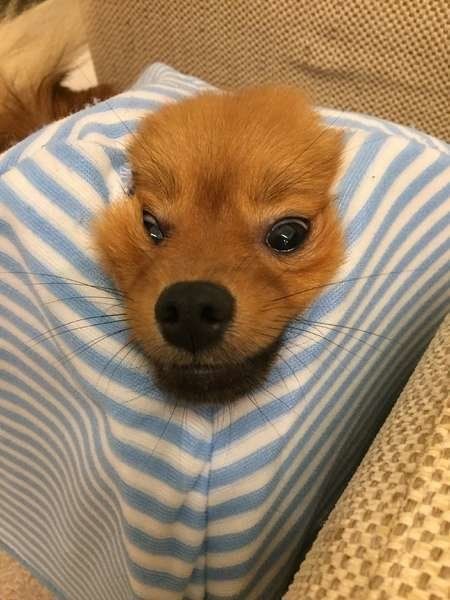 ポメラニアンのハナちゃん