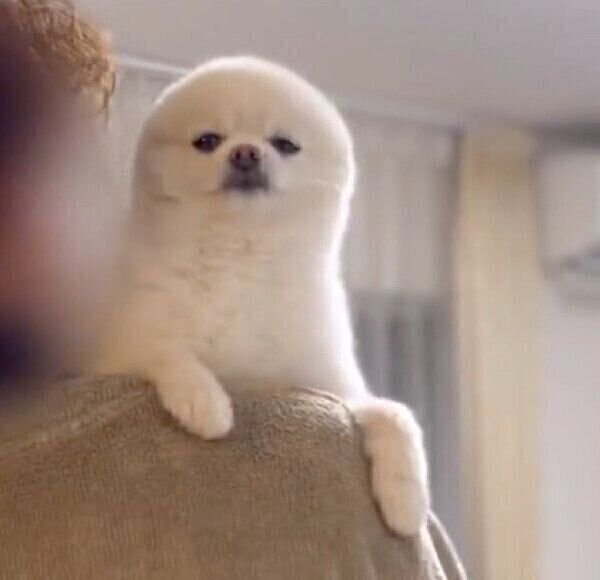 抱っこされるぽんちゃん
