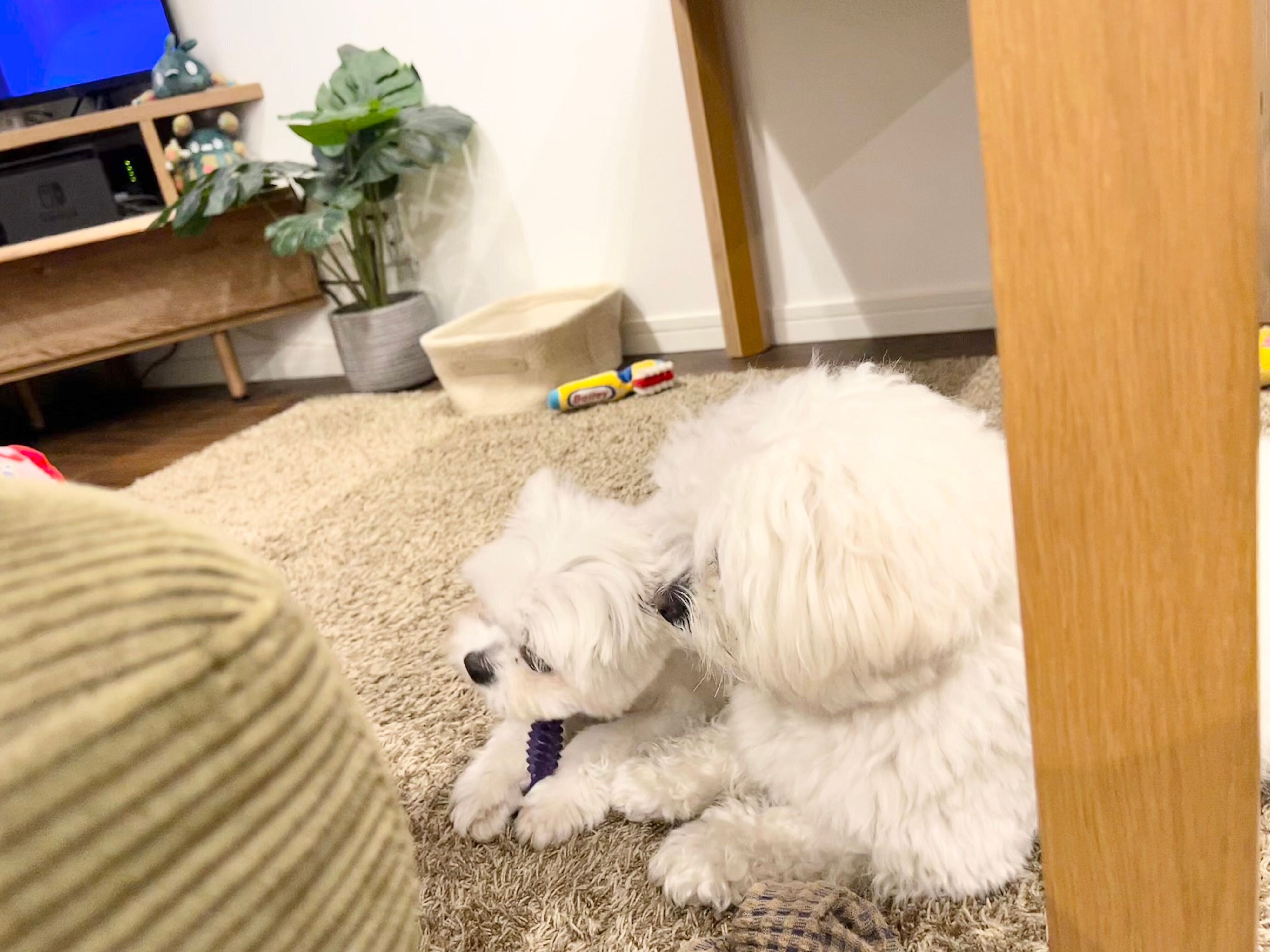 チーズちゃんにおもちゃを奪われたわむうくん