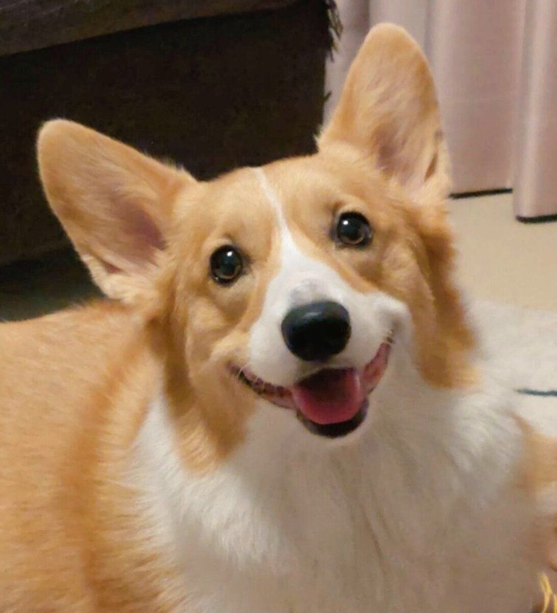 笑顔が可愛いこまちちゃん