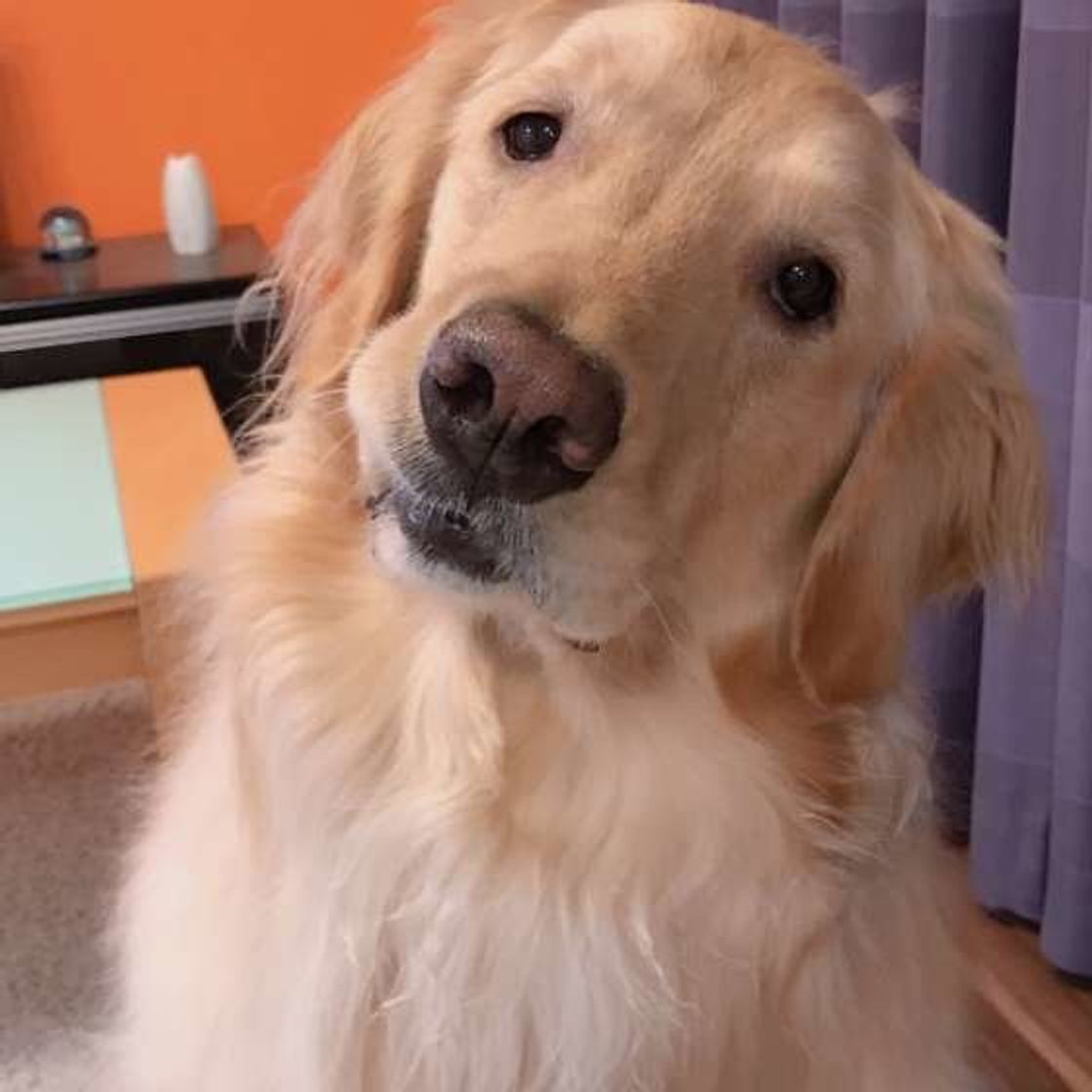 犬の 首をかしげる しぐさから読み取れる心理 病気の可能性も いぬのきもちweb Magazine 犬の 首をかしげる しぐさから読み取れる心理 病気の可能性も いぬのきもちweb Magazine