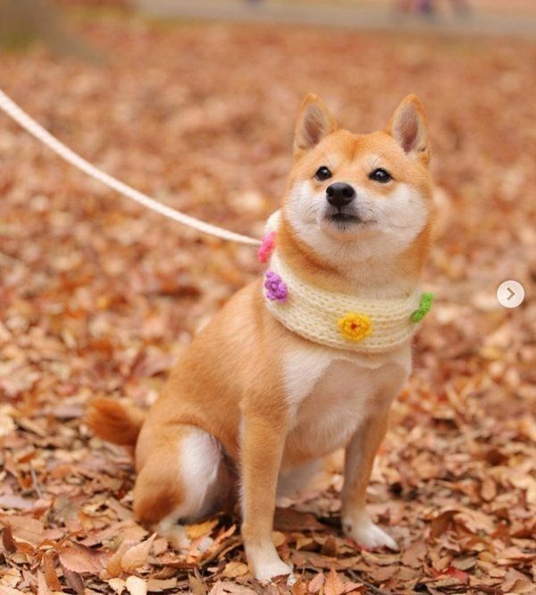 豆柴のにこちゃん