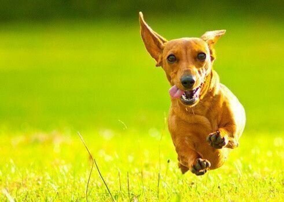 ミニチュア ダックスフンドの性格 飼い方のコツ 飼い主の悩みq A いぬのきもち 犬図鑑 いぬのきもちweb Magazine ミニチュア ダックスフンドの性格 飼い方のコツ 飼い主の悩みq A いぬのきもち 犬図鑑 いぬのきもちweb Magazine