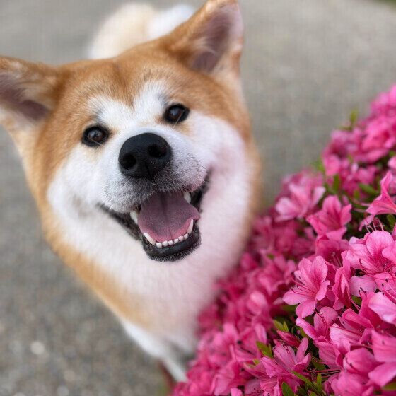 笑顔の秋田犬 いぬのきもちWEBMAGAZINE