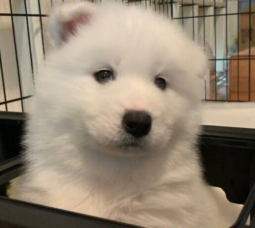 お迎えしたばかりのころのうるるくん