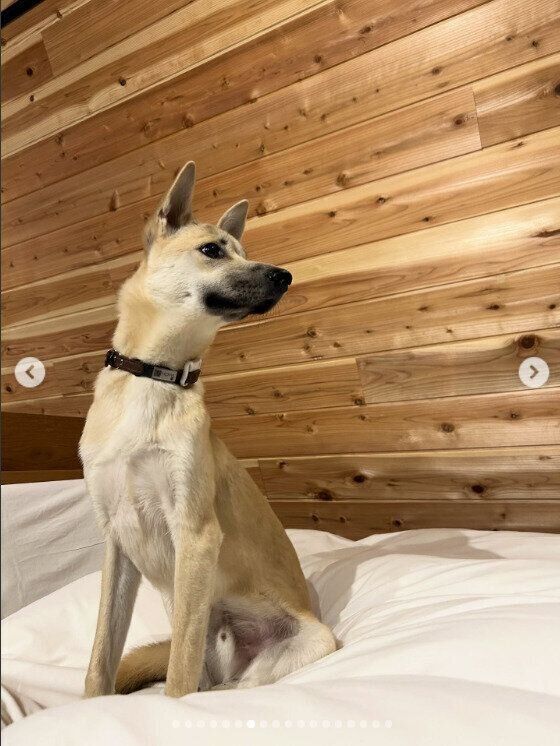 11月に小旅行をしたときの犬