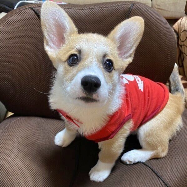 座椅子に座るLunaちゃん