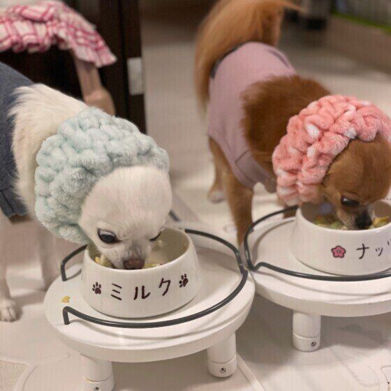 ごはんを食べるチワワ