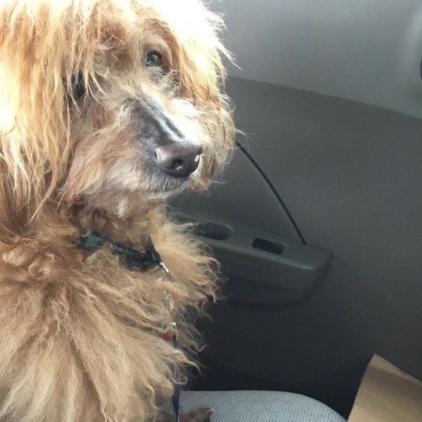 ワンコと飼い主さんのエピソード