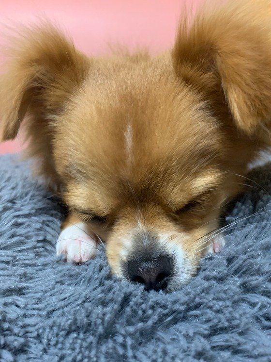 ぐっすり眠るチワワのアル