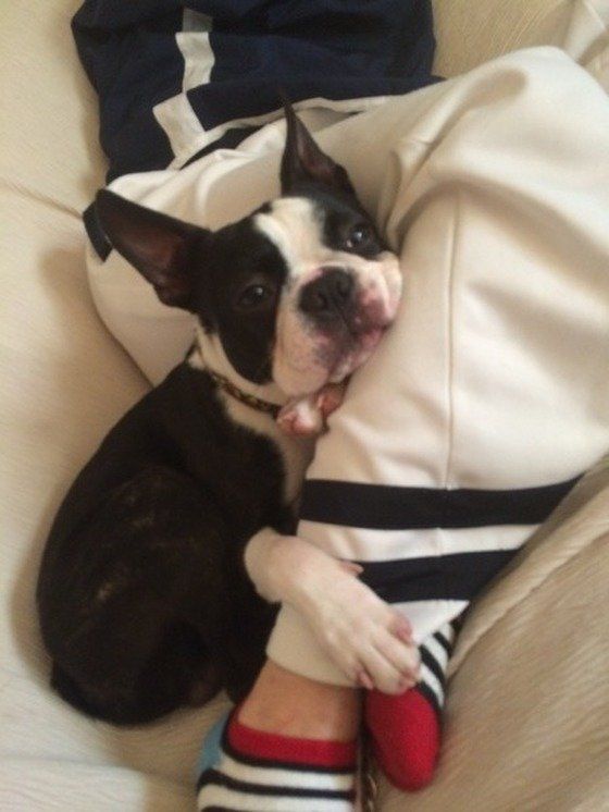 飼い主さんにくっつくボストン・テリア