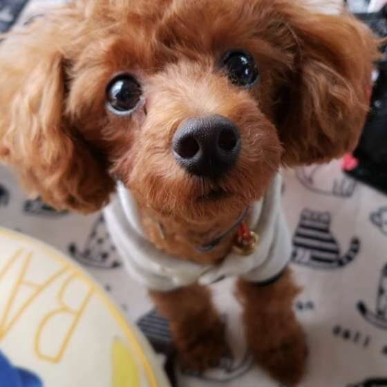 見つめるトイ・プードル