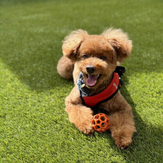 トイ・プードルのこたろうくん