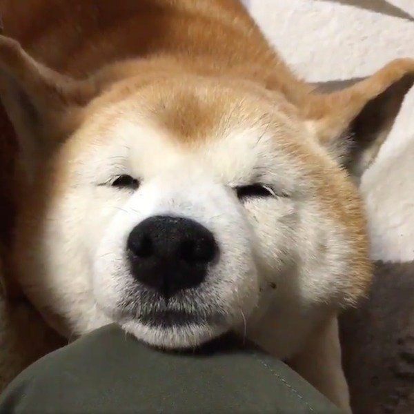 まったりするロペさん