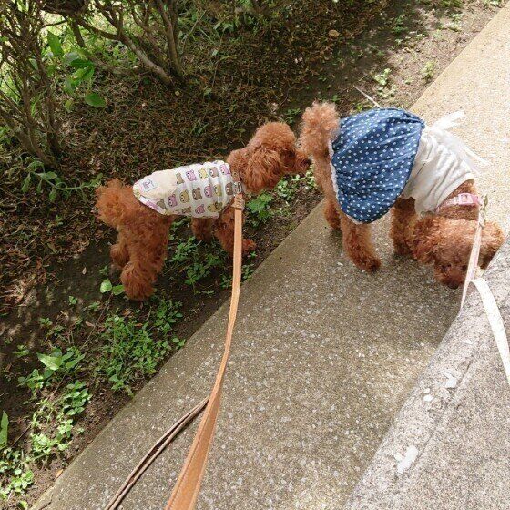 仲良しな犬たち