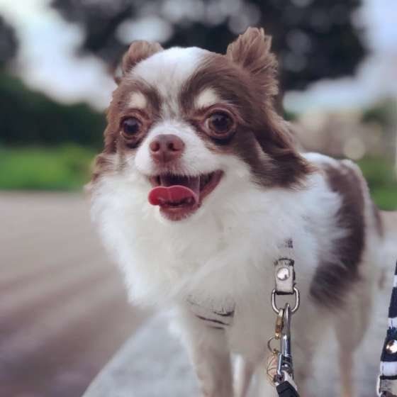 犬の安楽死について考える