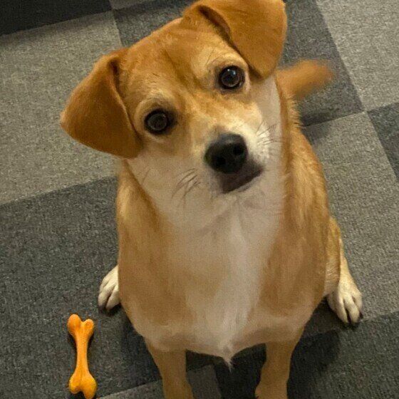 首をかしげるあおちゃん