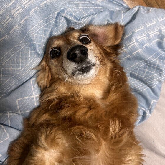 ミニチュア・ダックスフンドのうなちゃん♪