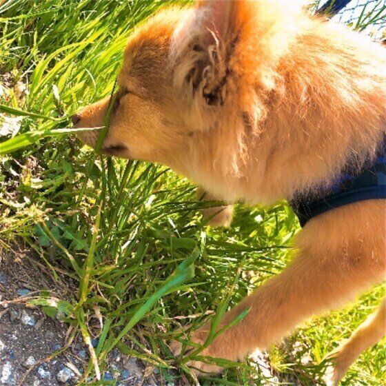 ポメラニアン　そら　くんくん