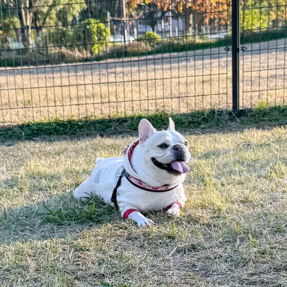 ドッグランの中で伏せるフレンチ・ブルドッグ