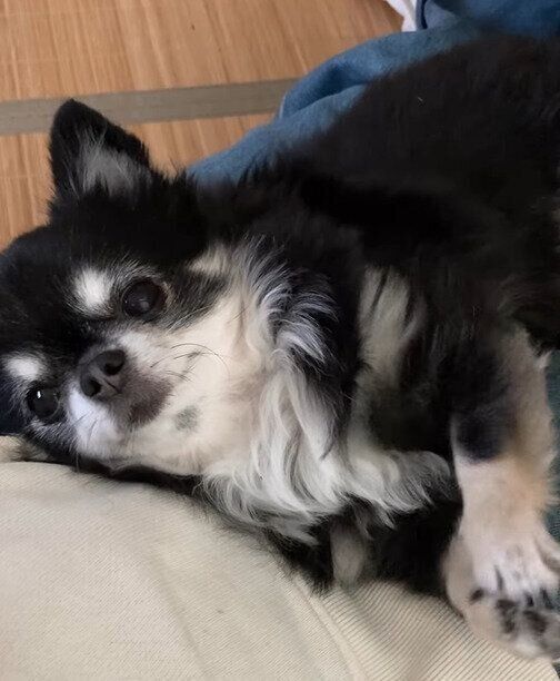 飼い主さんの膝の上でお願いポーズをするミニちゃん