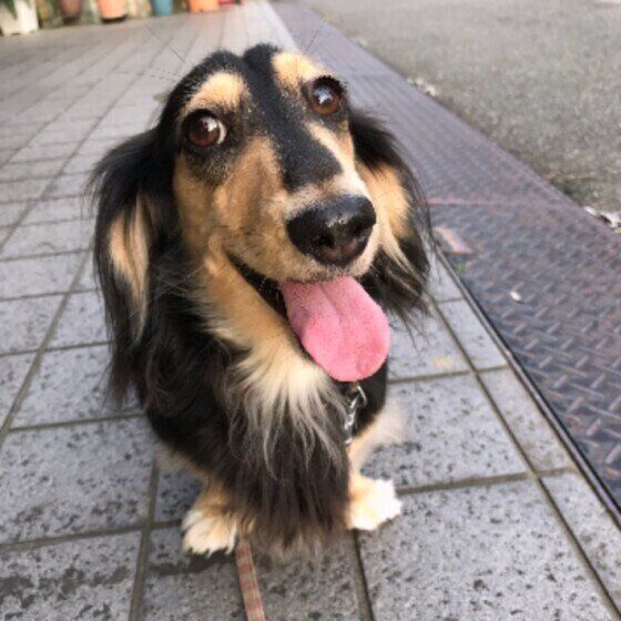 愛犬の体調不良、診察時に獣医師に伝えるとよいことは？ いぬのきもち