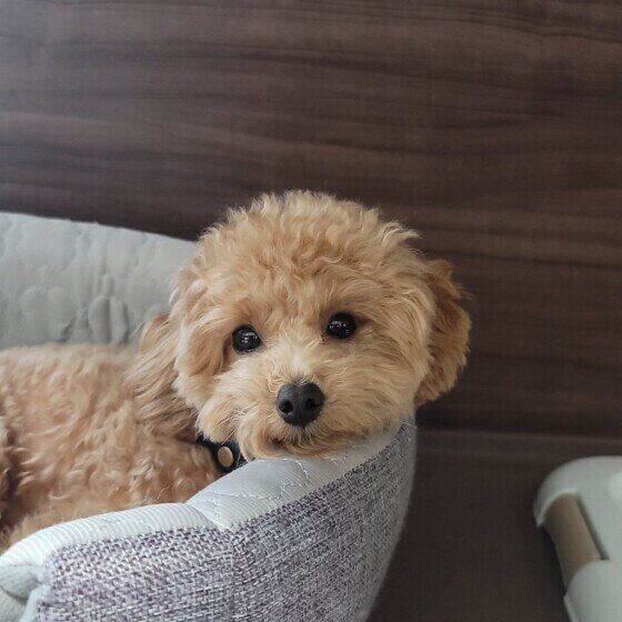 トイ・プードルのまろちゃん