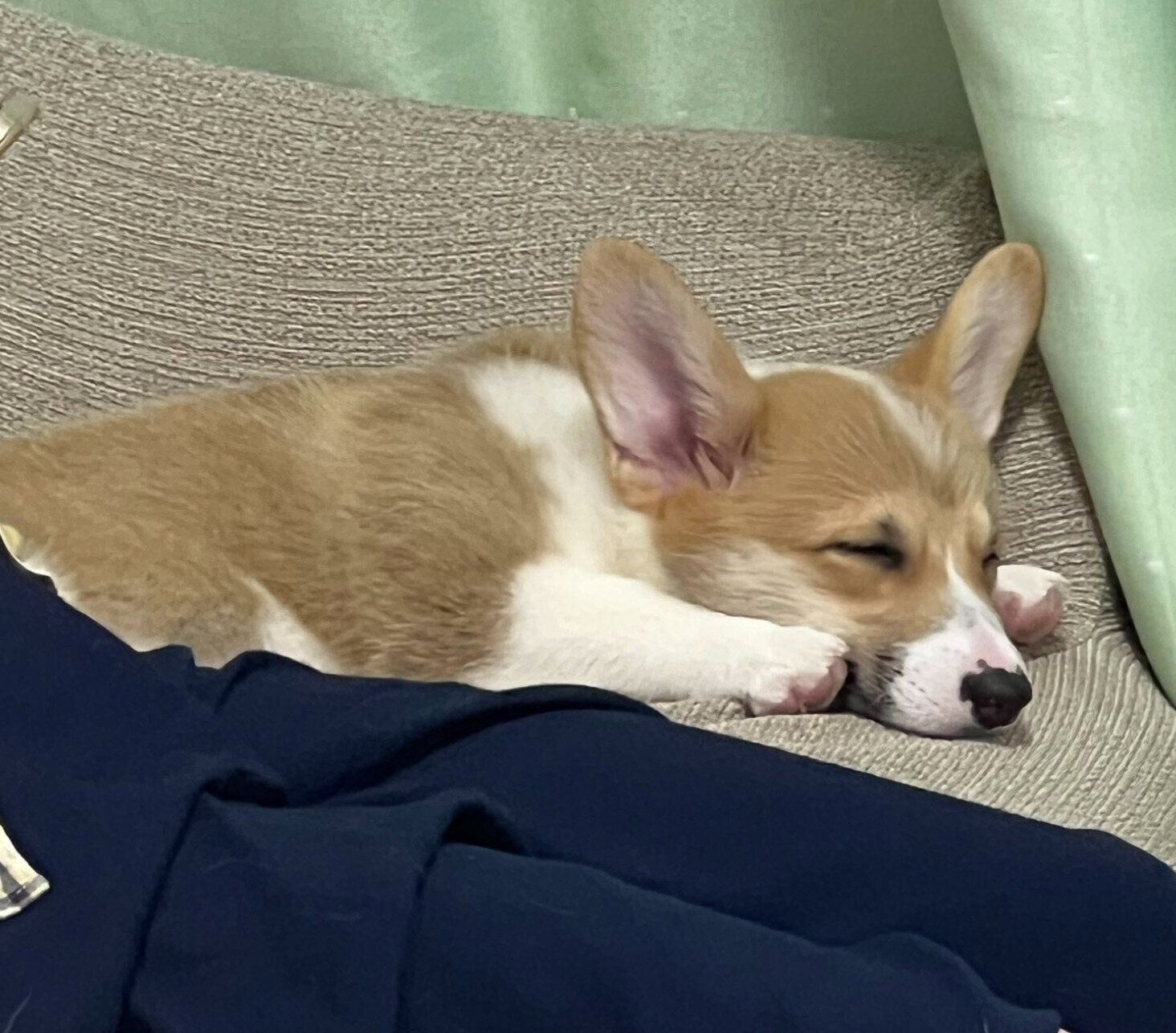 お迎え初日のちくわちゃん