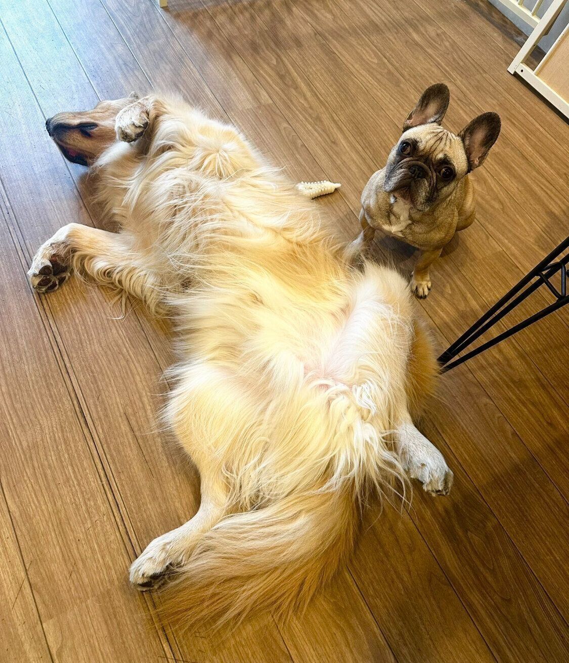 寝ているぽち丸くんを見守る（？）ぷー助くん