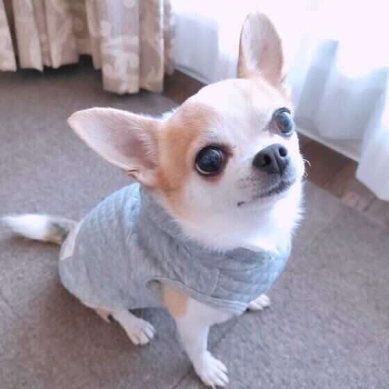 犬も「しもやけ」になる? 冷たい地面や雪道を歩いた後の犬のしもやけ対策 チワワ いぬのきもち