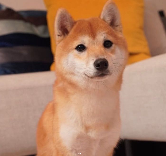 1才になったちゃむくん