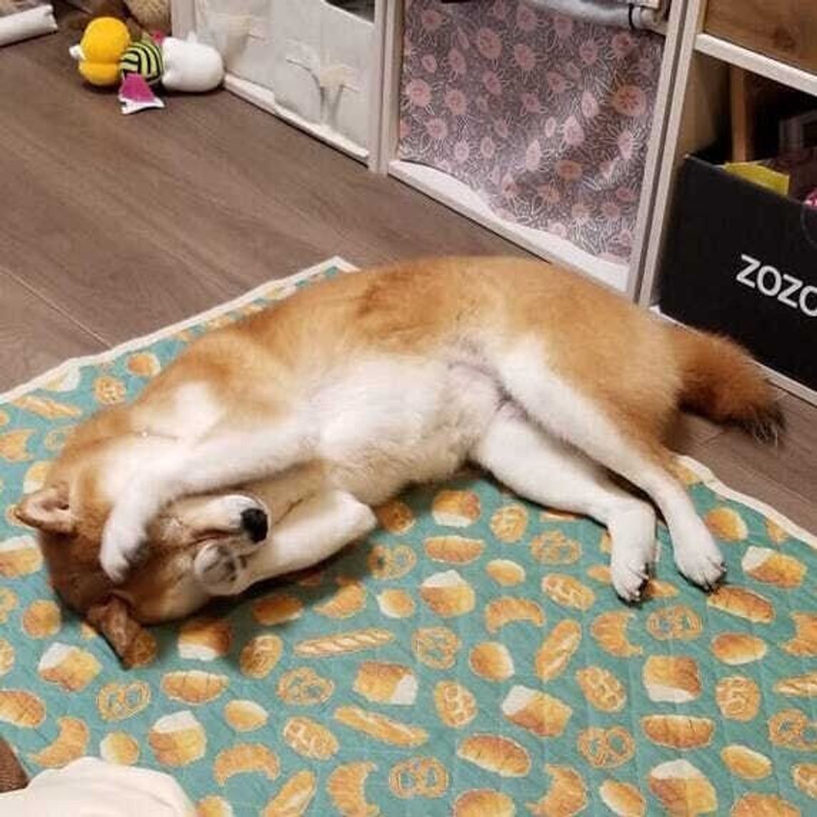 犬 足 の 間 に 入っ て くる