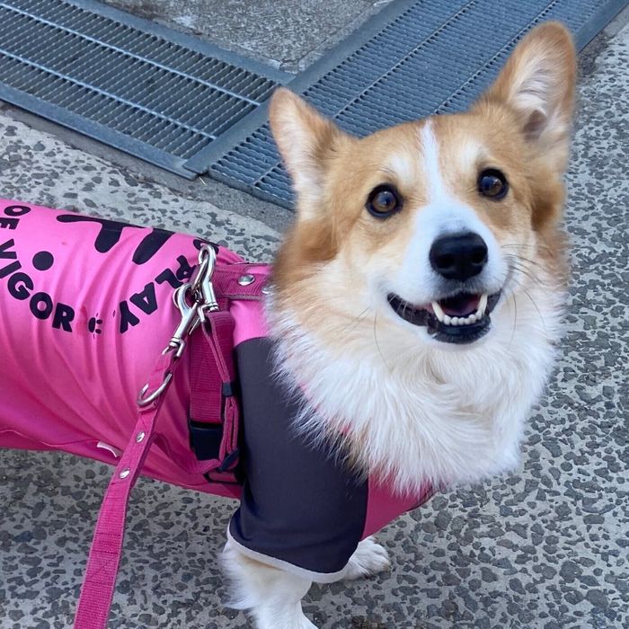 見つめるせこむちゃん