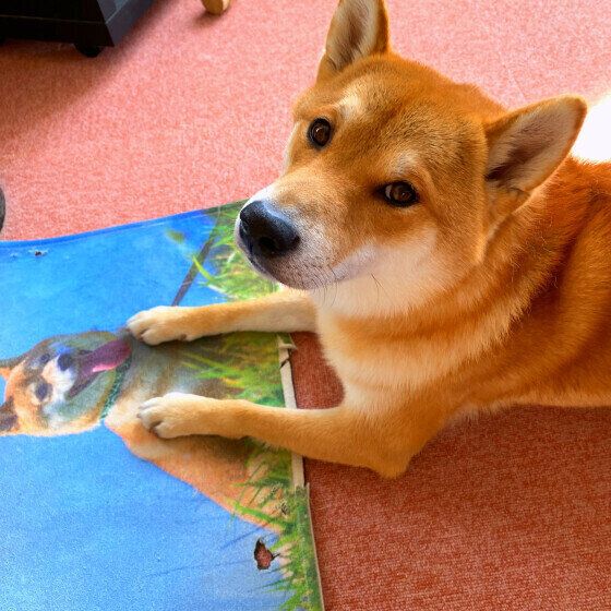 フローリング上での犬のケガはどのタイミングで起こりやすい？ いぬのきもち