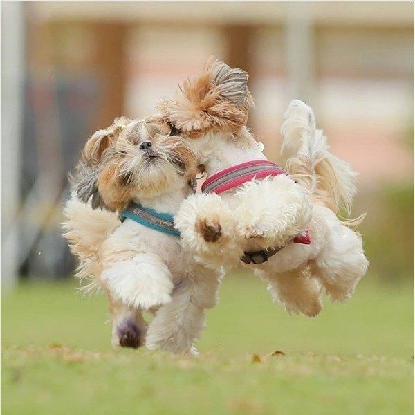 アタックワンコ