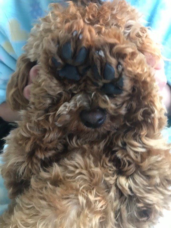 トイ・プードルのチョコちゃん