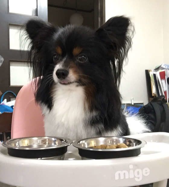 ご飯を食べているパピヨン