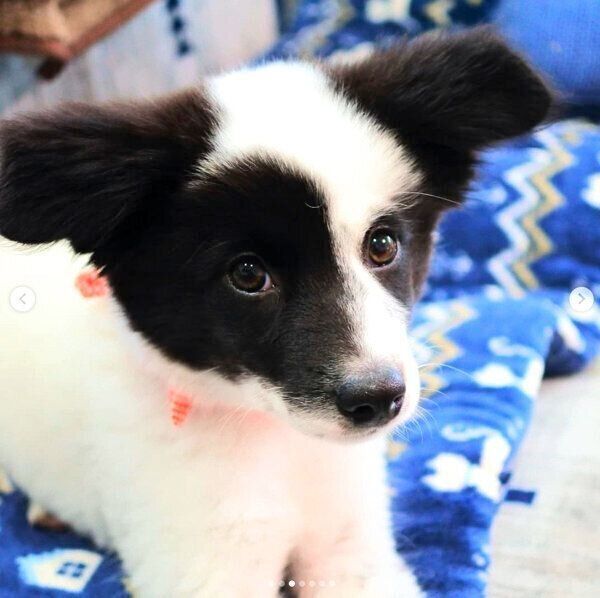 子犬の頃のりんちゃん
