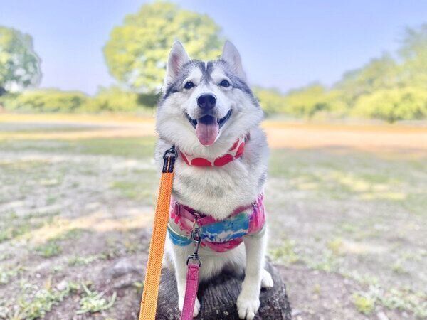 笑顔が可愛いノンノちゃん