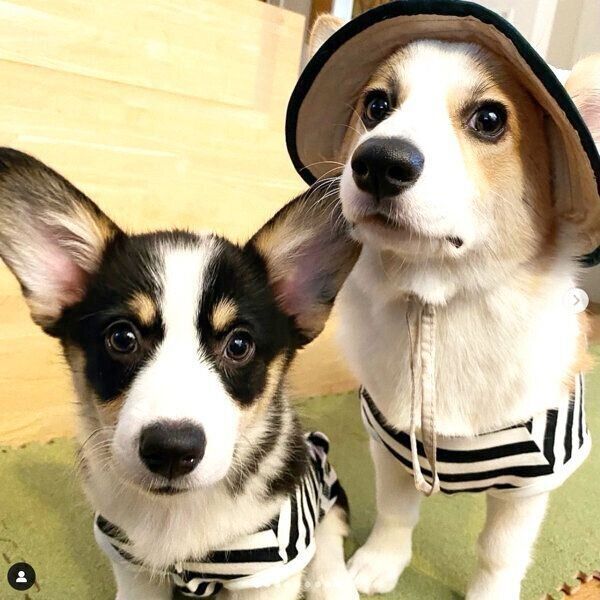 見つめるトラヴィスちゃんとミンディちゃん