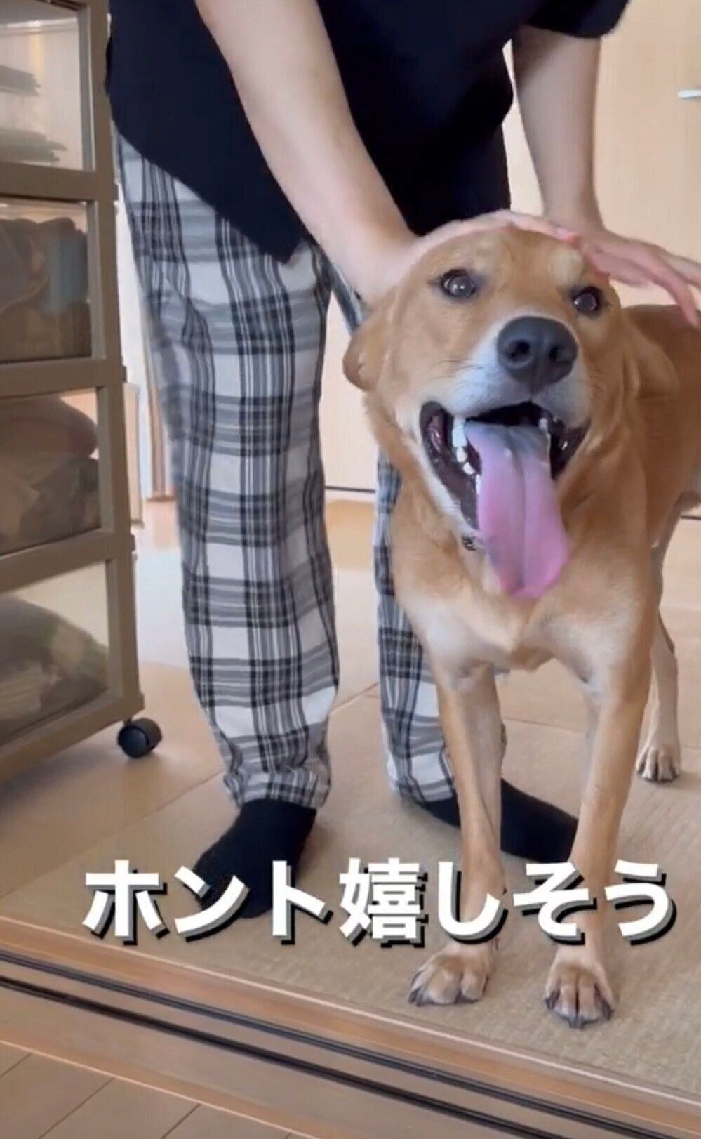 家族のことが大好き、優しい性格のコタくん