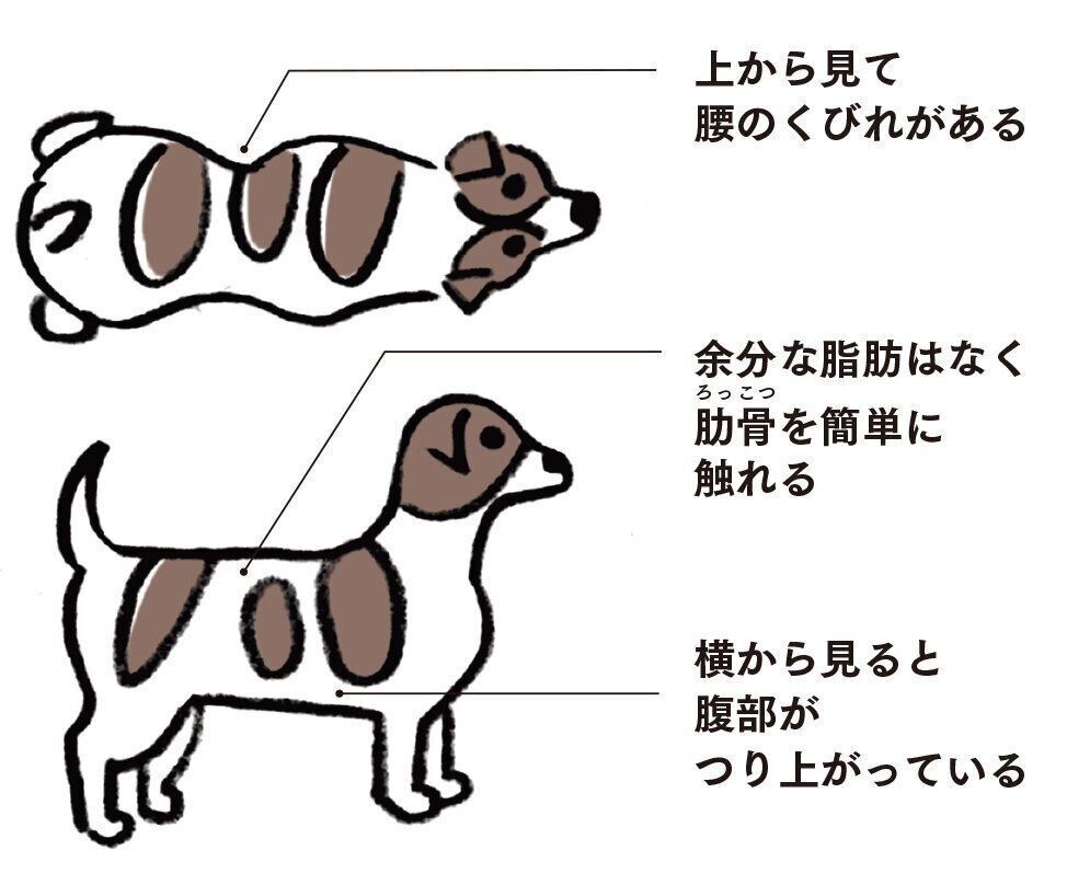 イラスト／オガワナホ